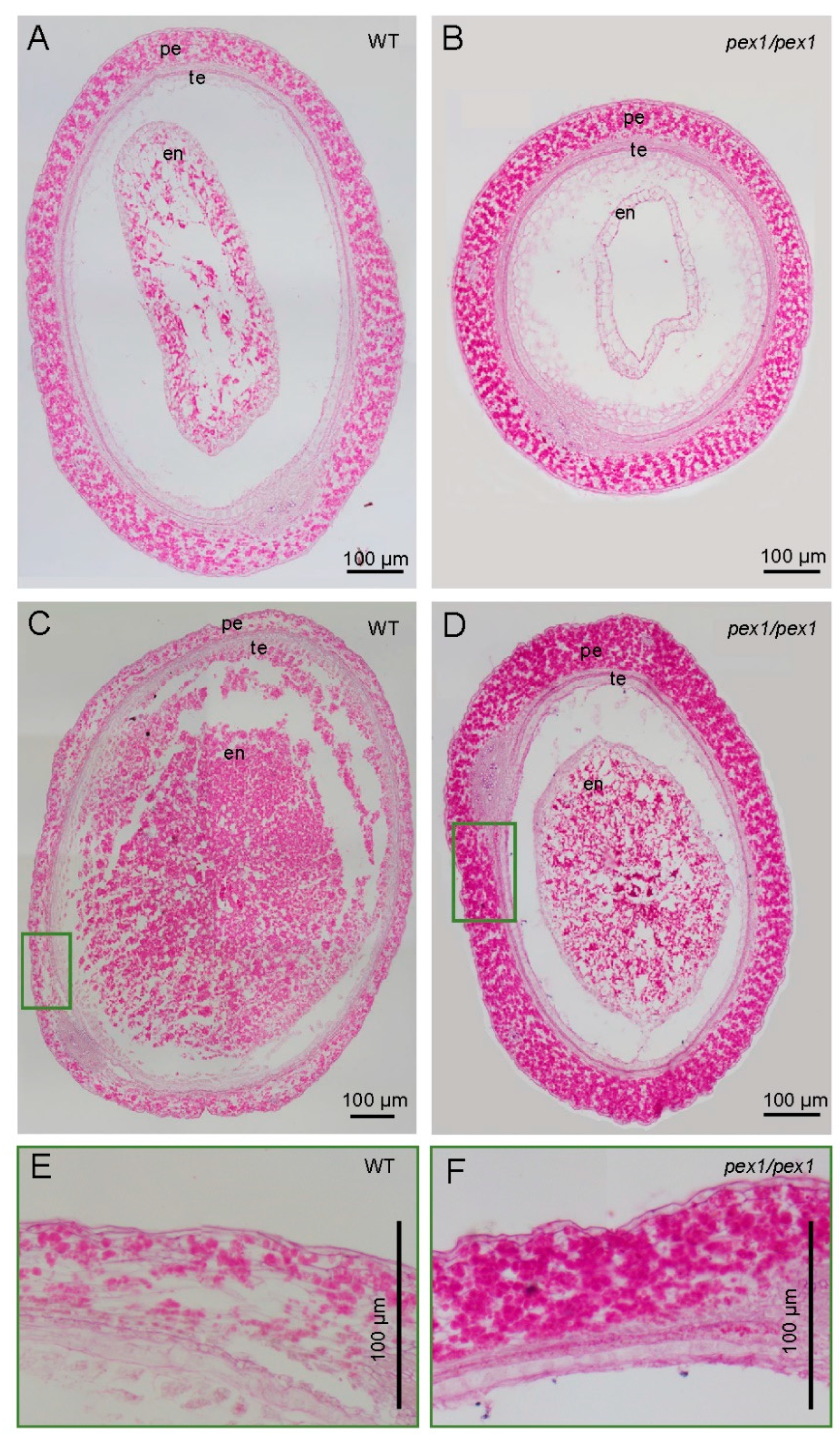 Plants 14 02723 g002