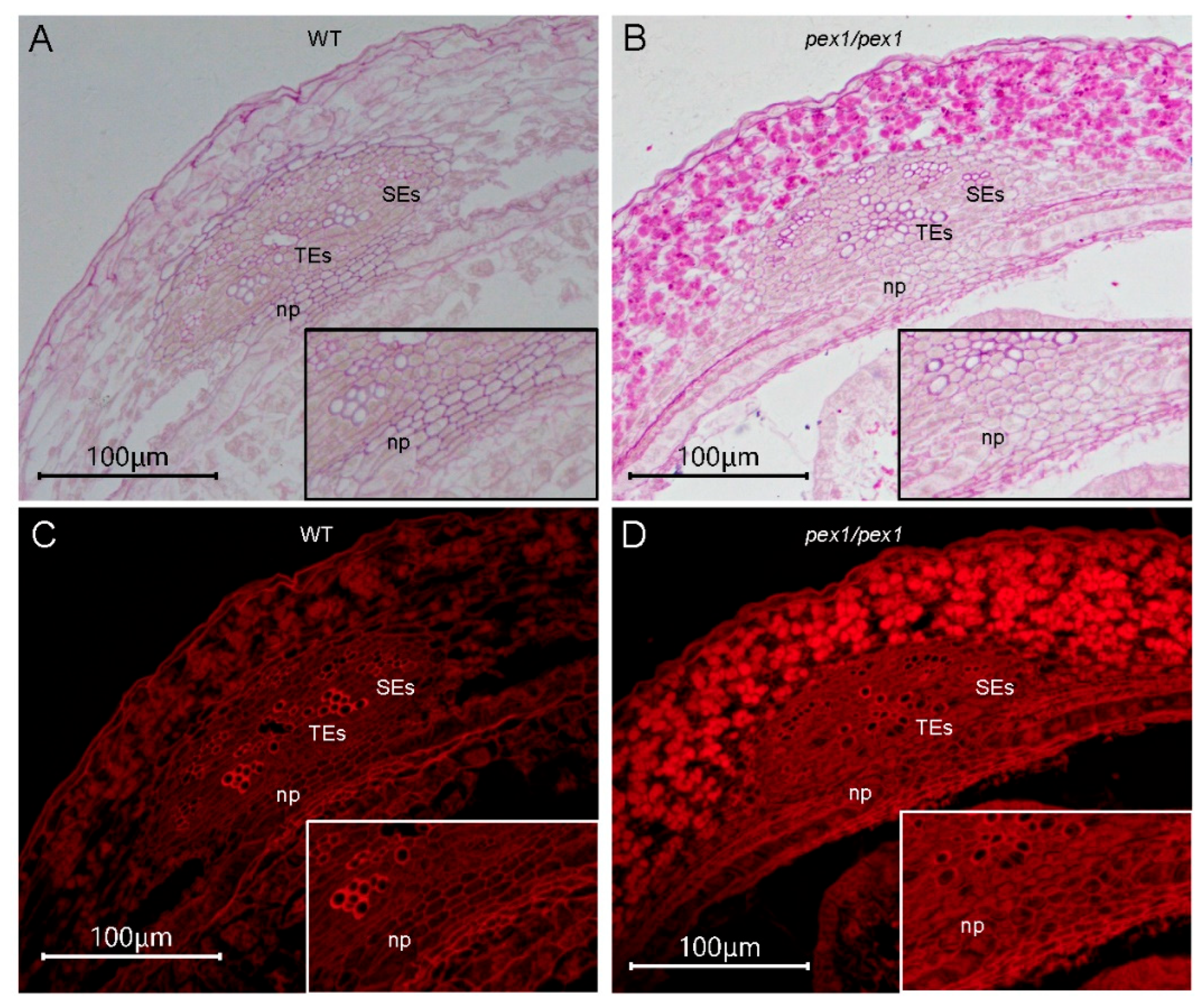 Plants 14 02723 g003
