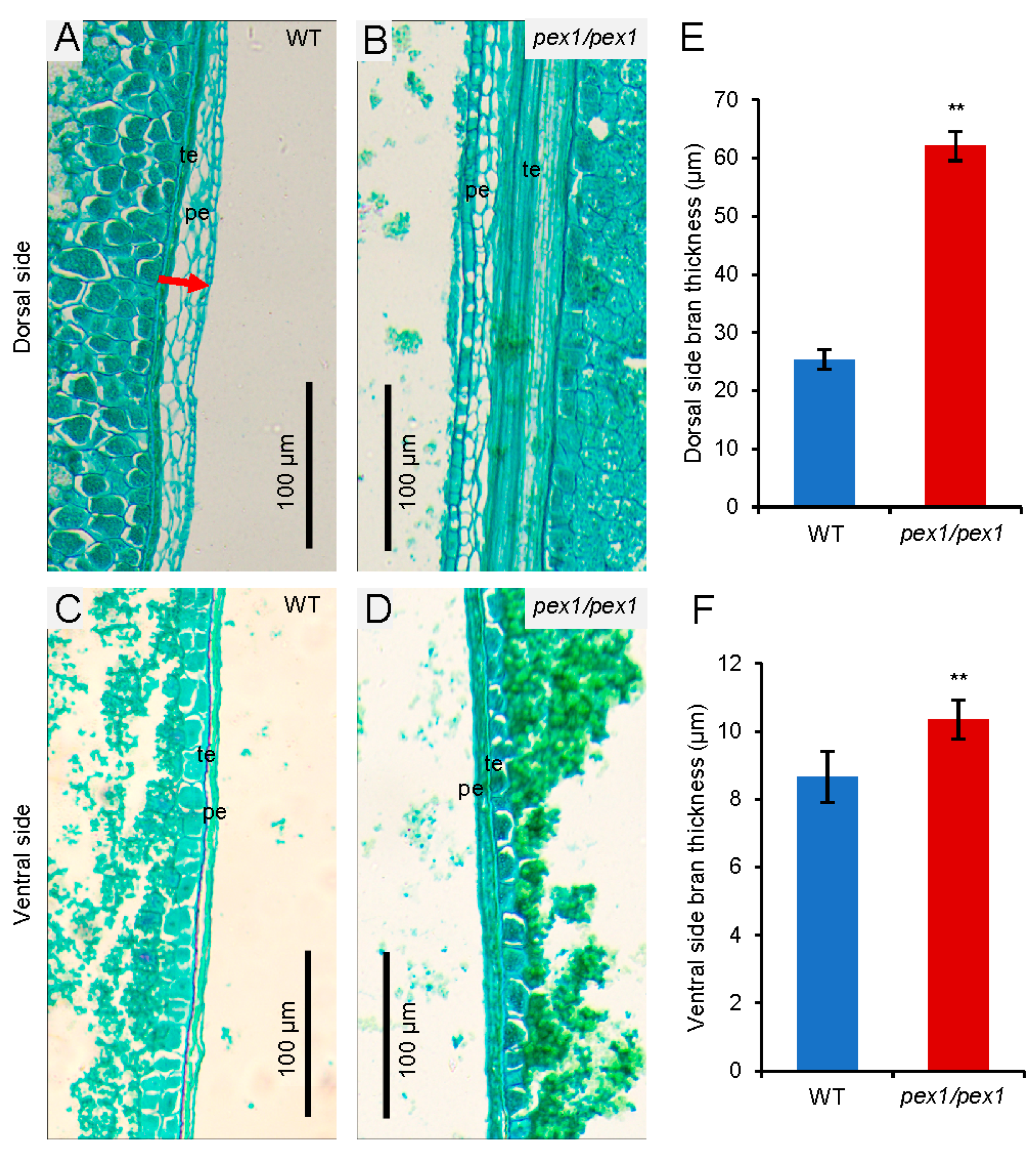 Plants 14 02723 g004