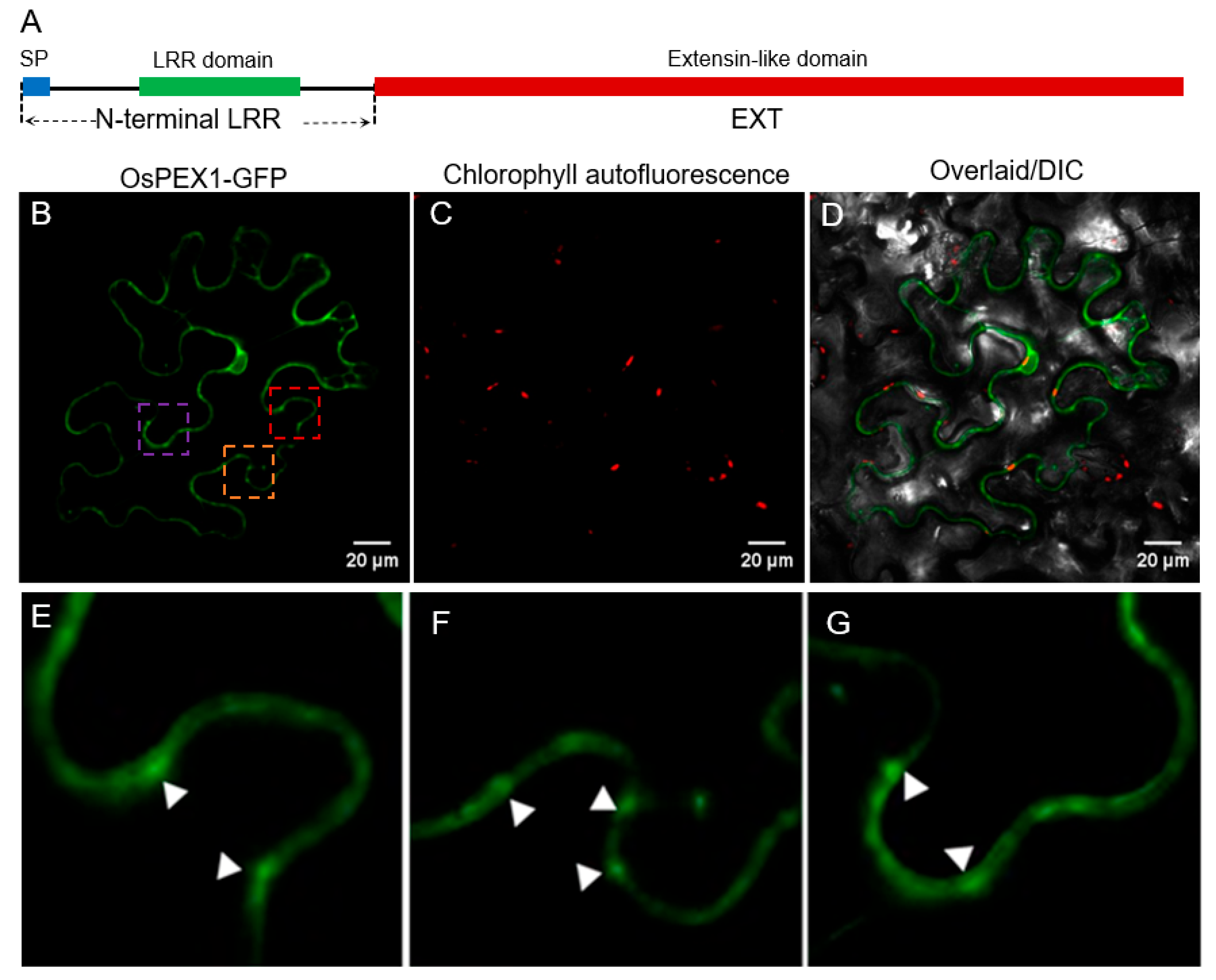Plants 14 02723 g005