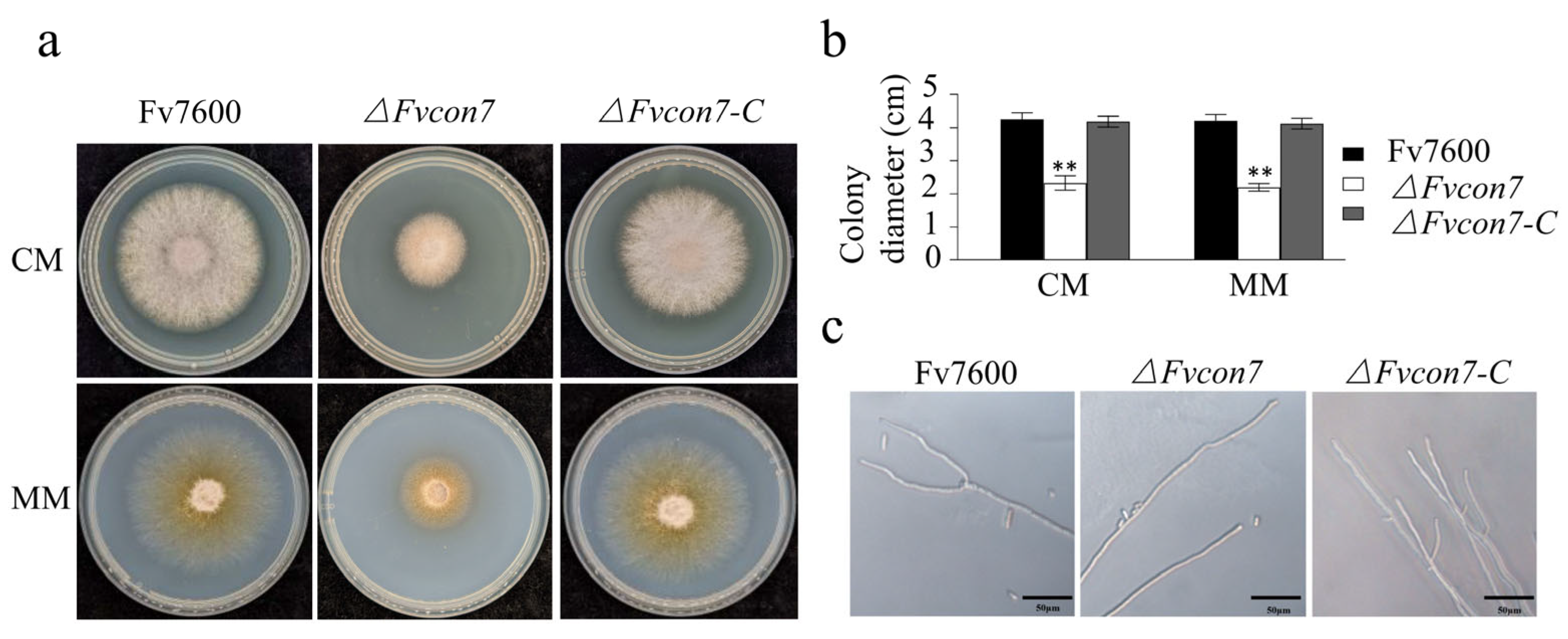Plants 14 02725 g001