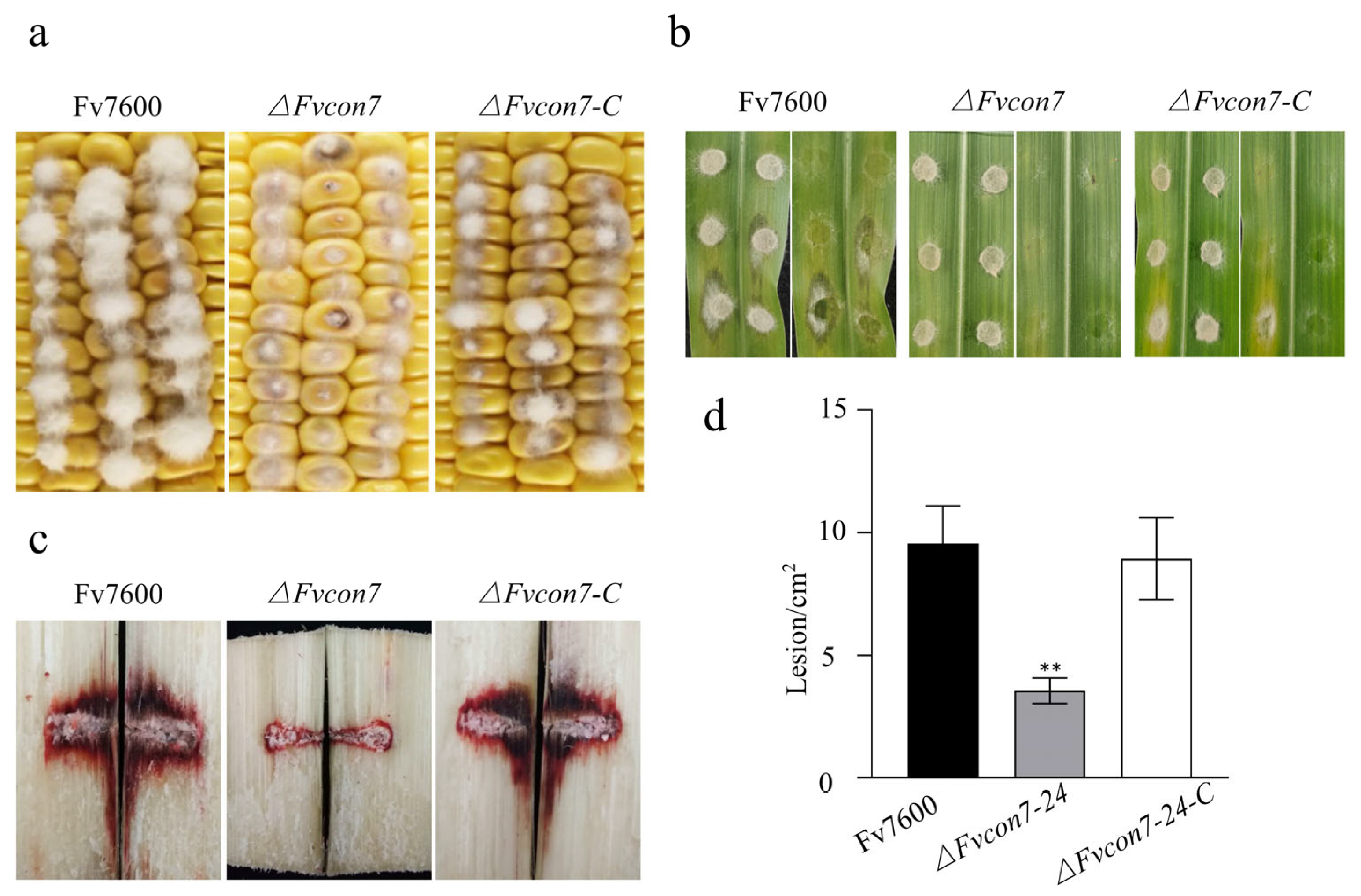 Plants 14 02725 g006