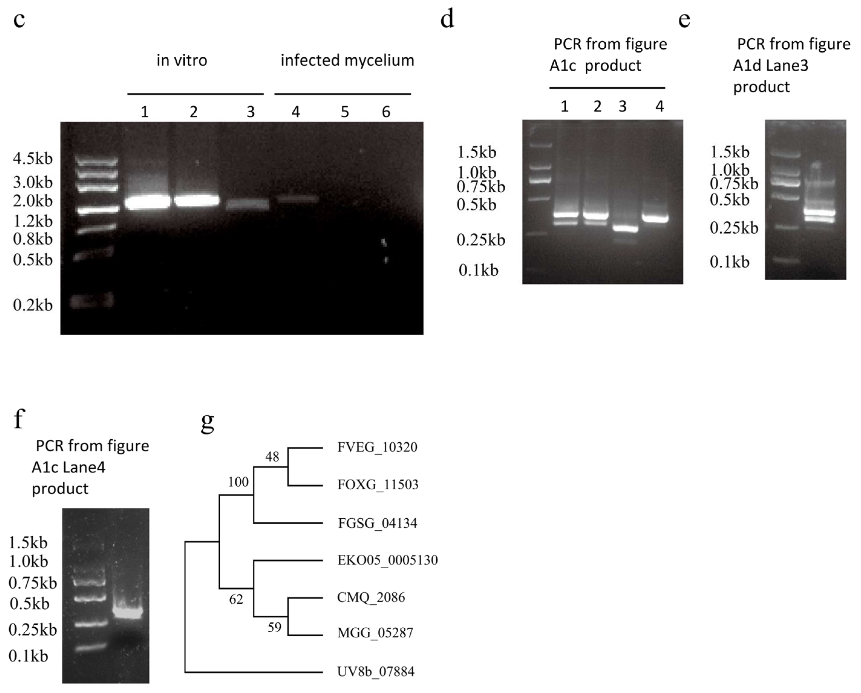 Plants 14 02725 g0a1b