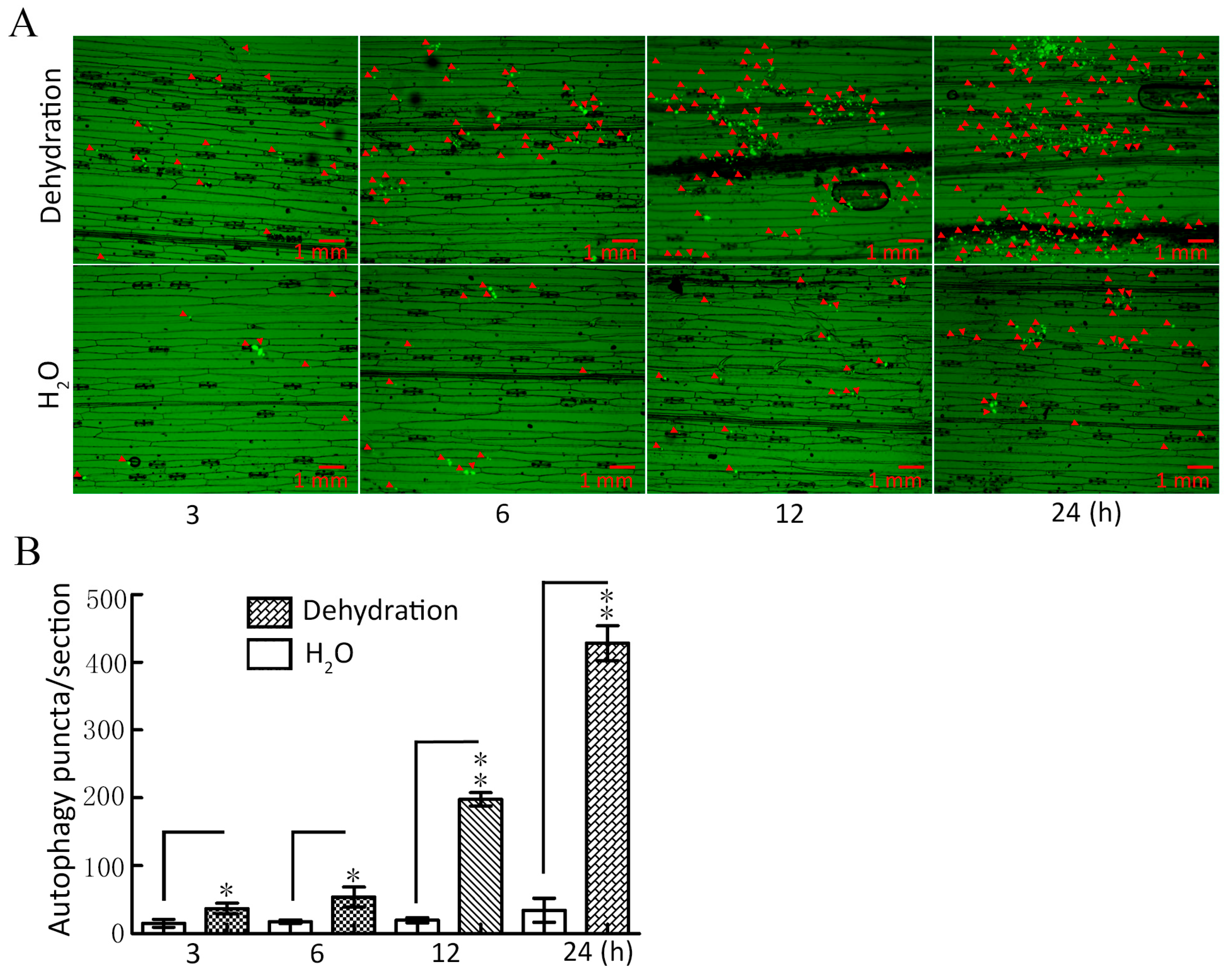 Plants 14 02726 g001 Plants 14 02726 g001