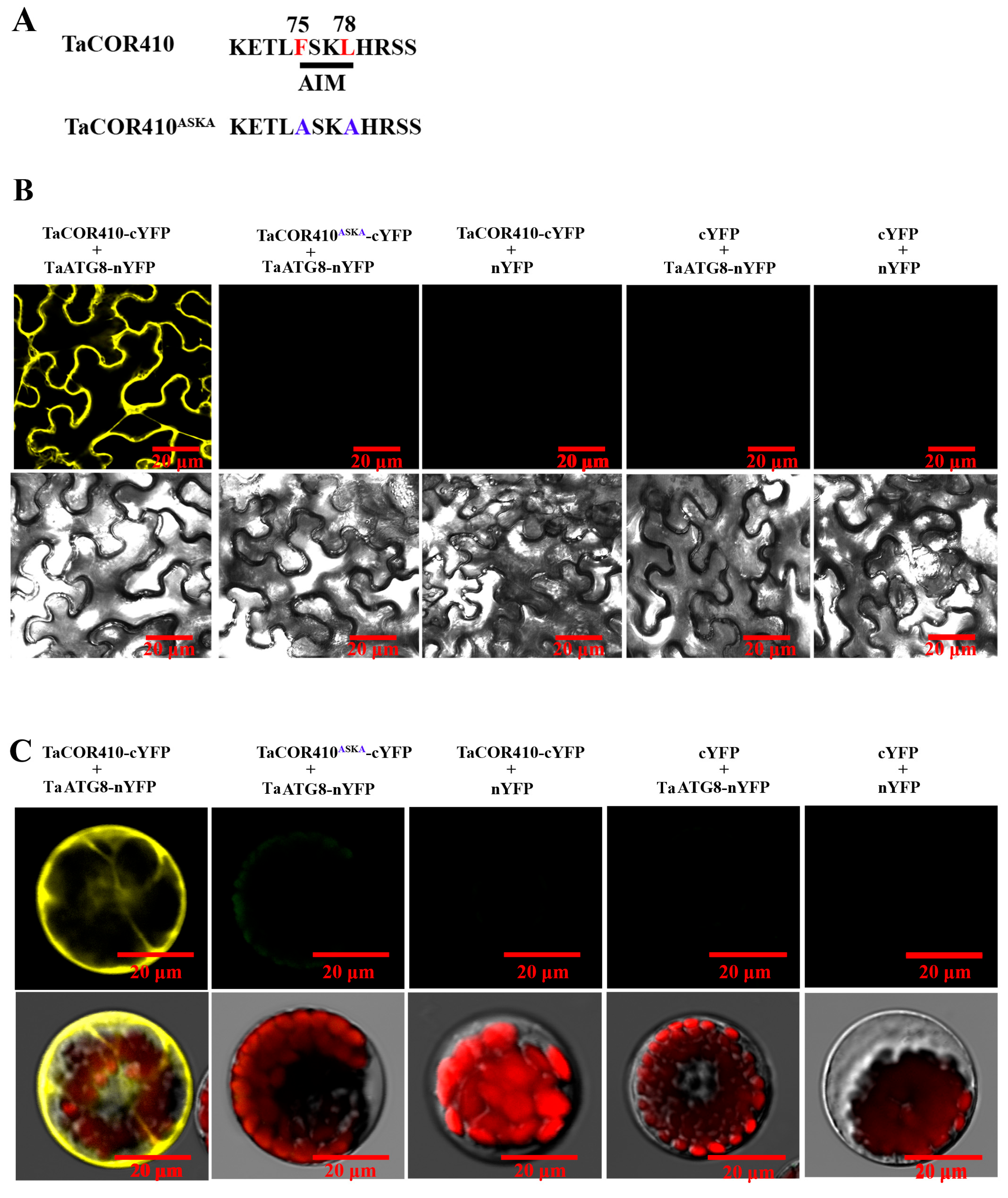 Plants 14 02726 g003 Plants 14 02726 g003