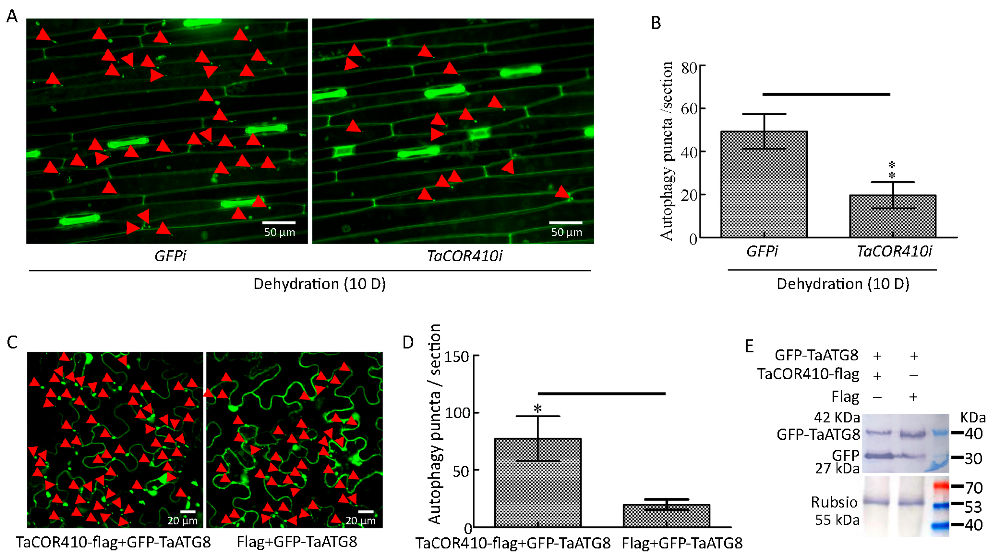 Plants 14 02726 g006 Plants 14 02726 g006