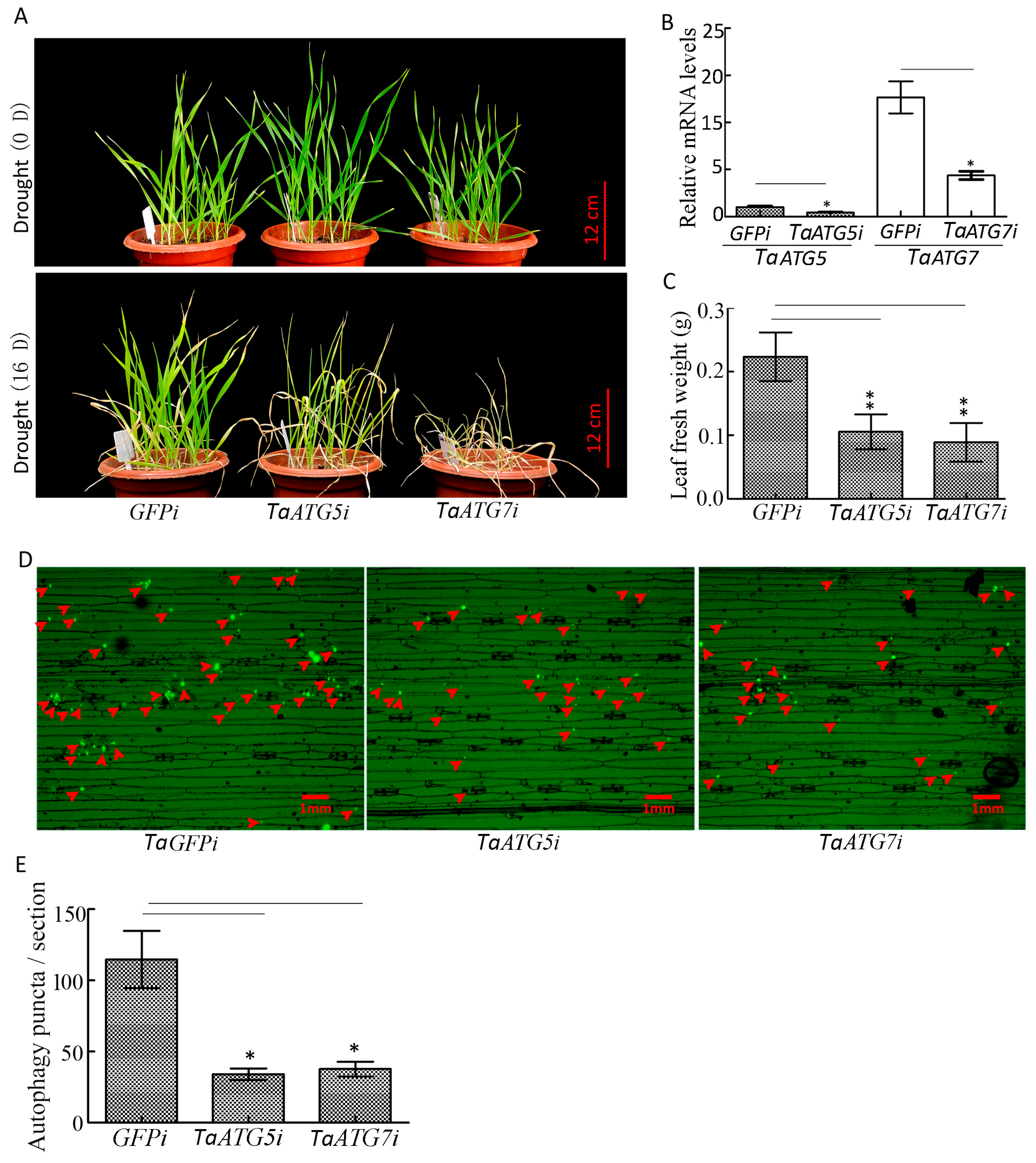 Plants 14 02726 g007 Plants 14 02726 g007