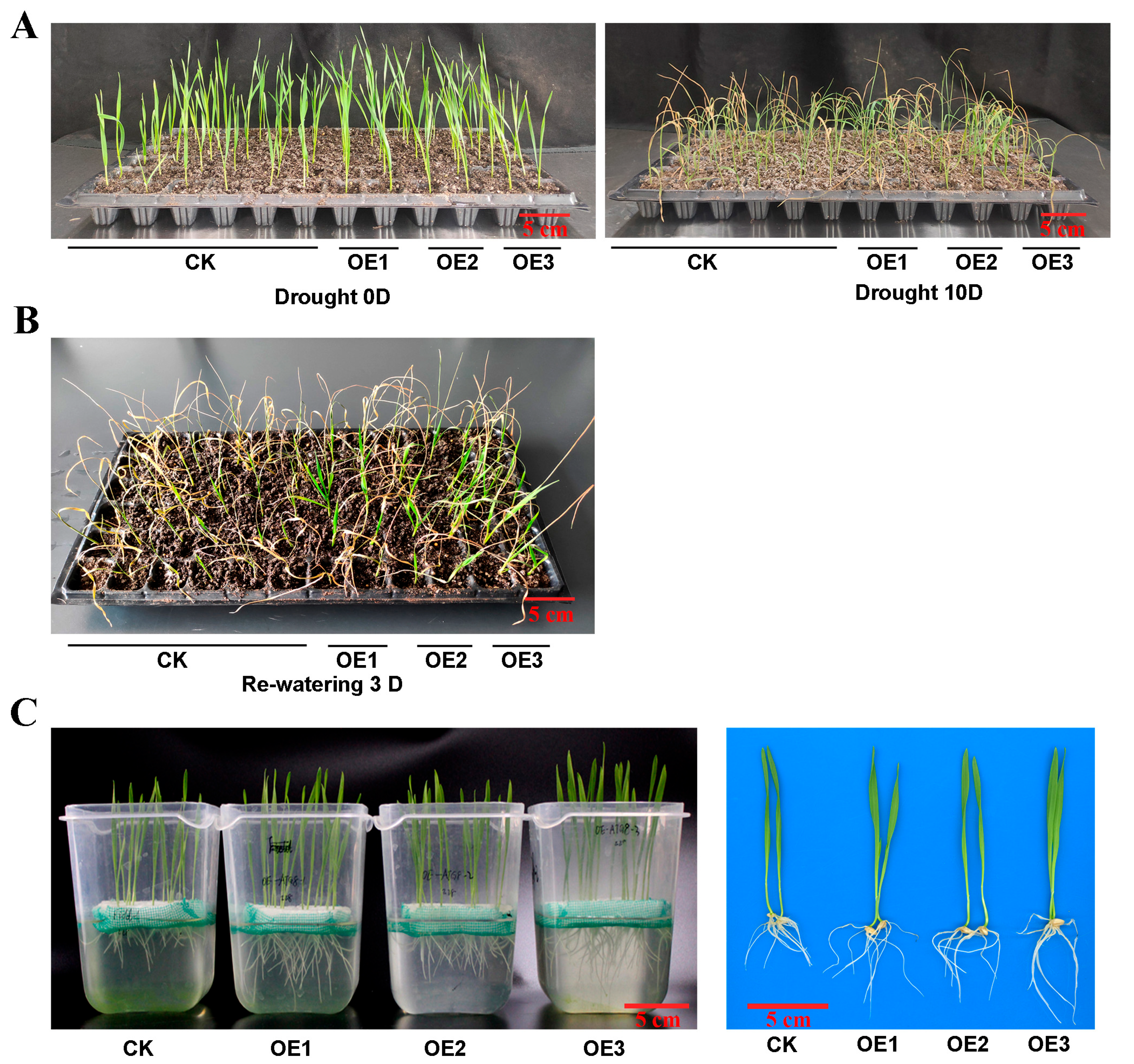 Plants 14 02726 g008a Plants 14 02726 g008a