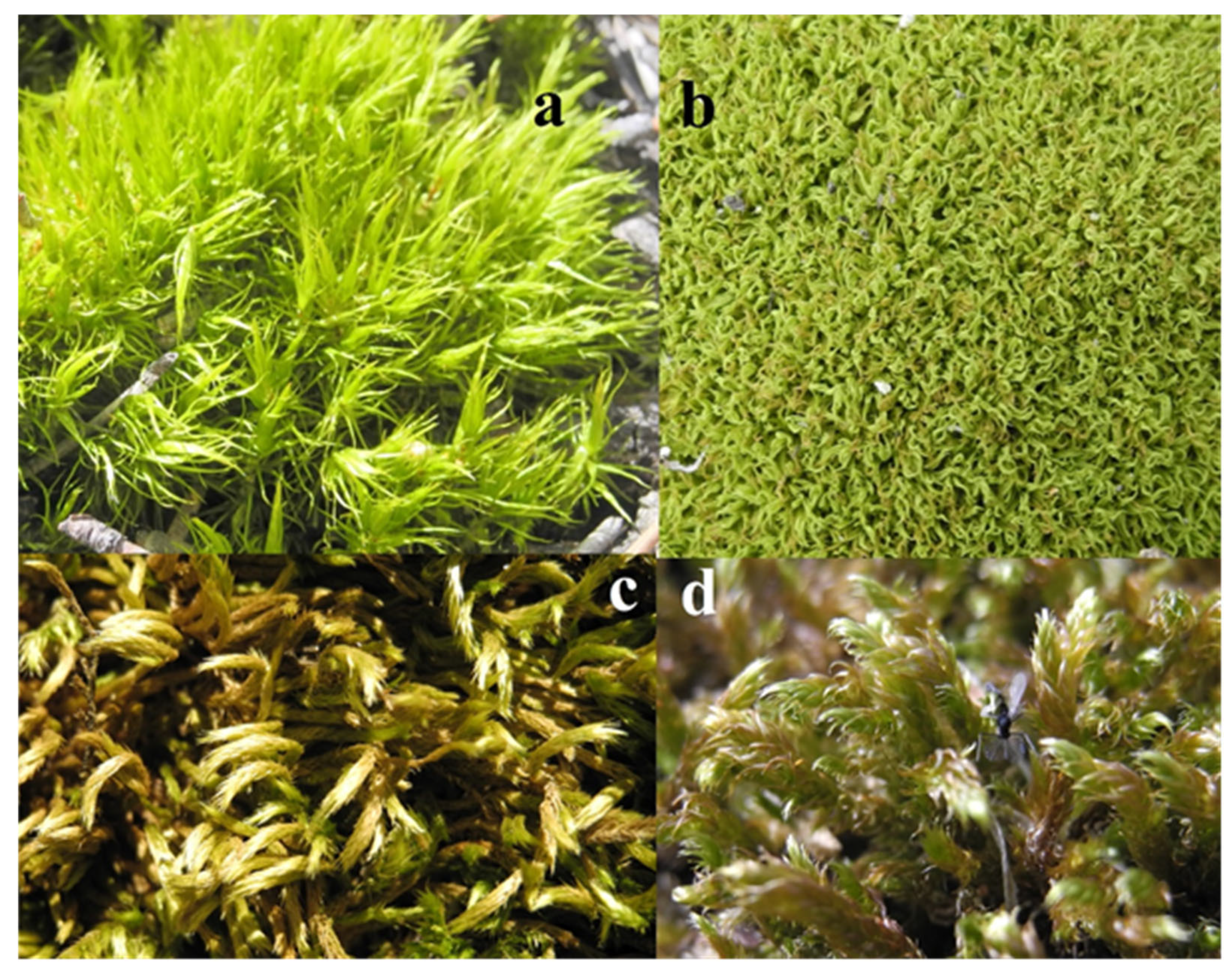 Plants 14 02728 g005 Plants 14 02728 g005