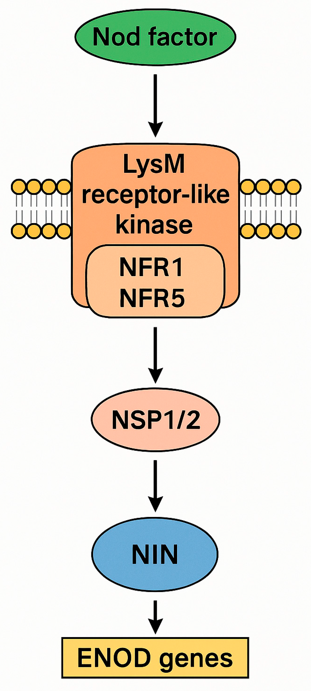 Plants 14 02729 g001 Plants 14 02729 g001