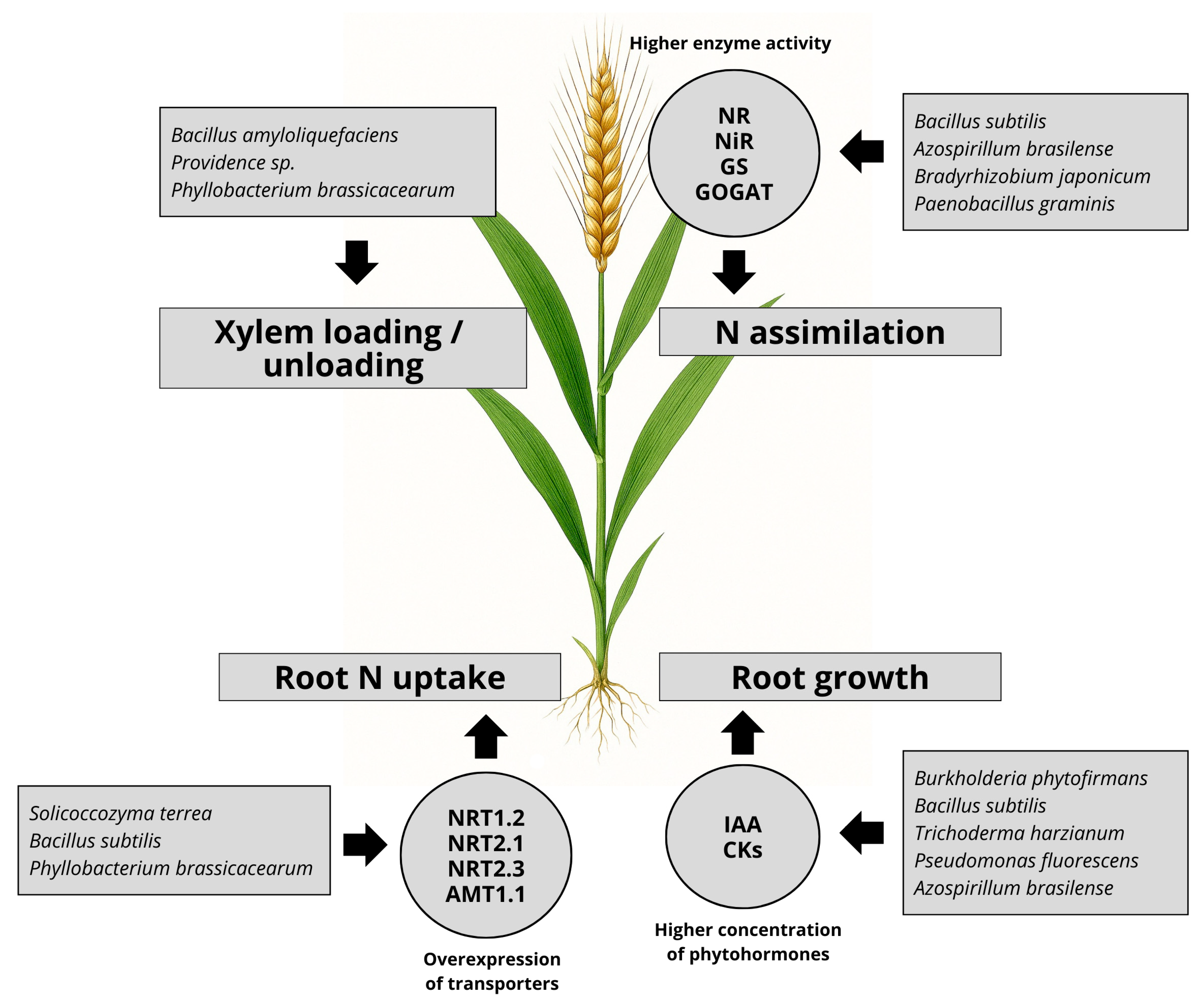Plants 14 02729 g002 Plants 14 02729 g002