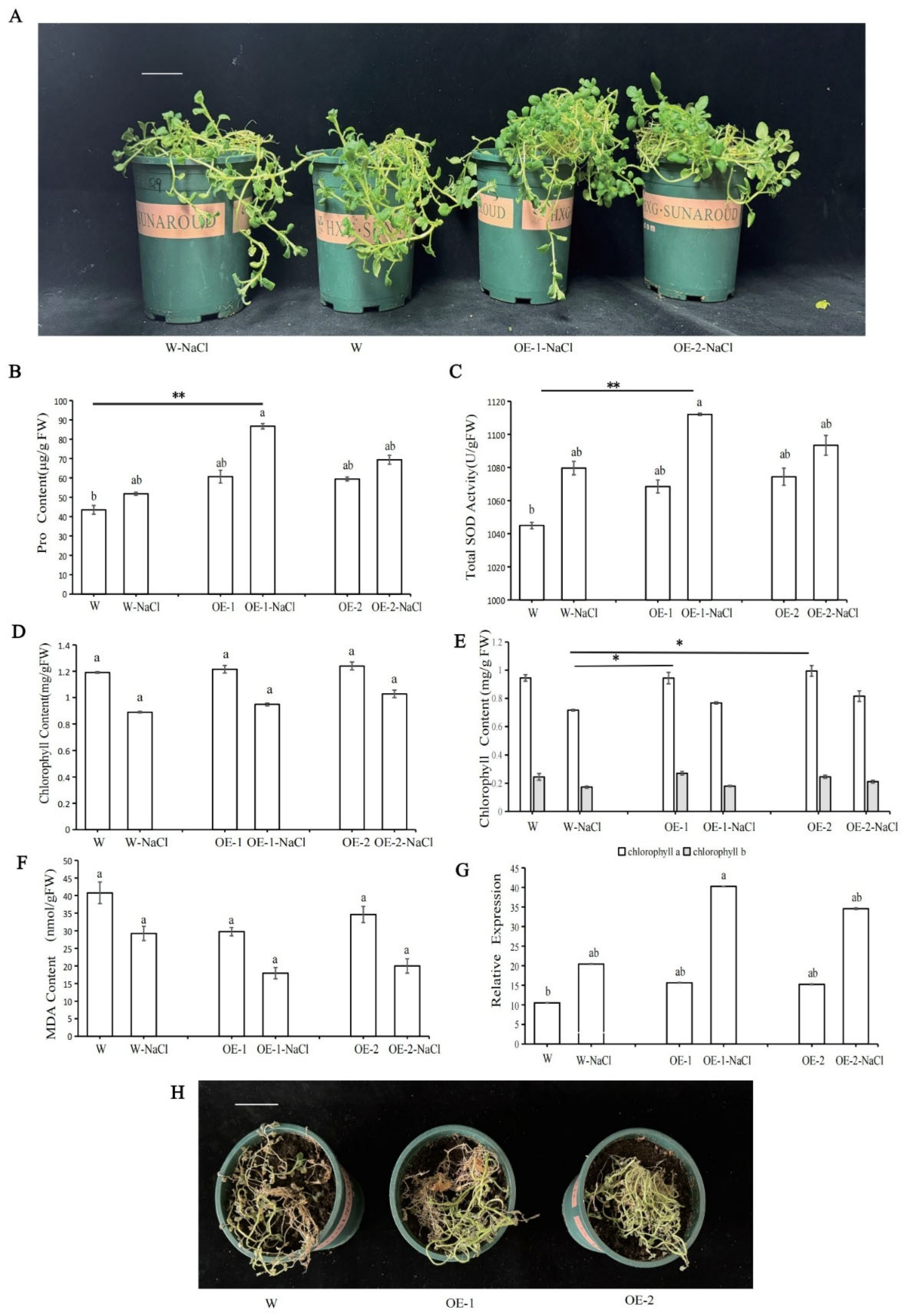 Plants 14 02731 g007 Plants 14 02731 g007