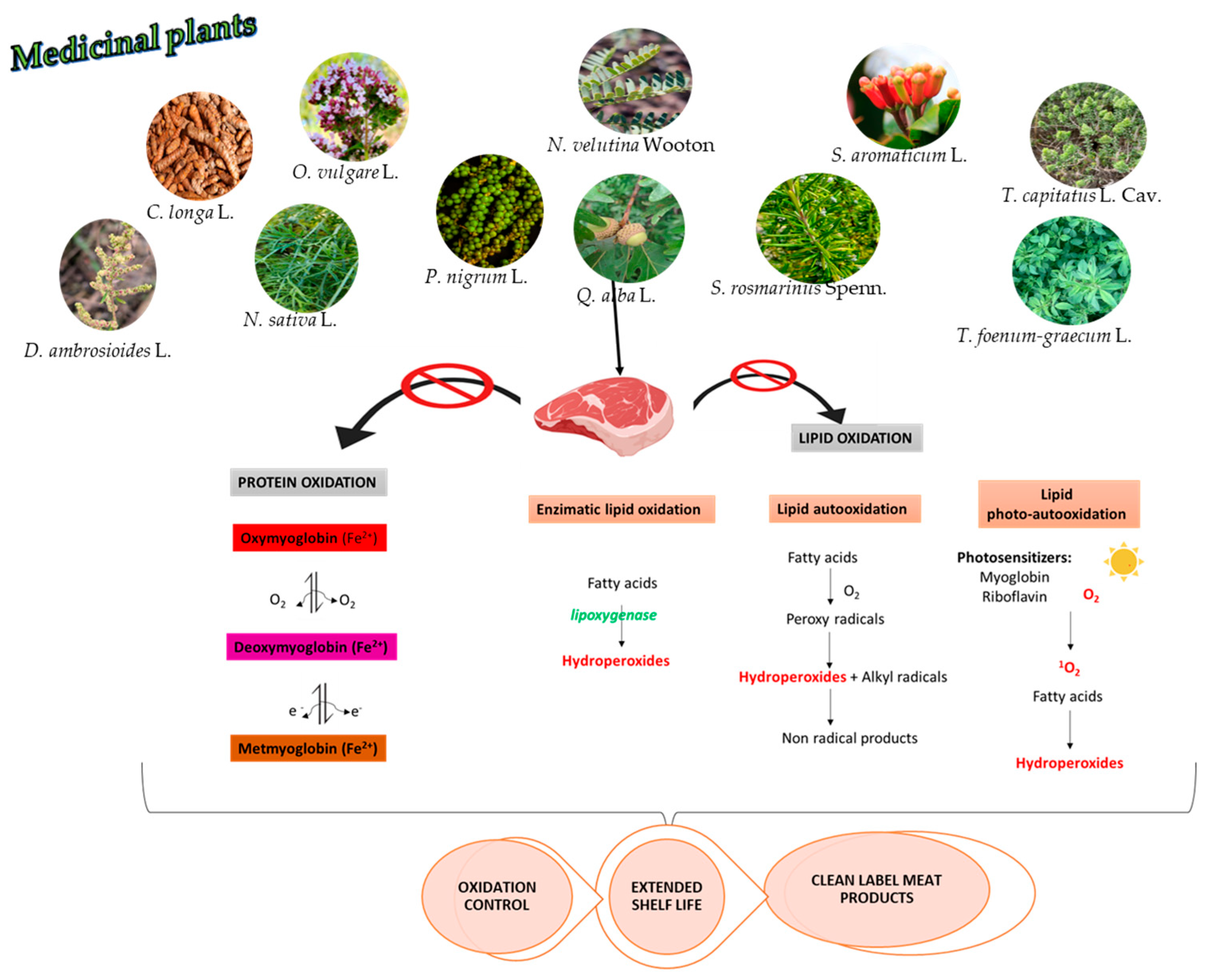 Plants 14 02737 g003