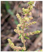 Plants 14 02737 i003