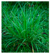 Plants 14 02737 i008