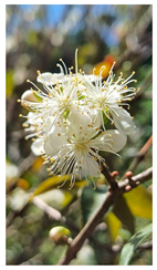 Plants 14 02737 i011