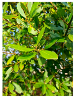 Plants 14 02737 i012