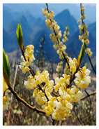 Plants 14 02737 i013