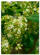 Plants 14 02737 i014