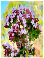 Plants 14 02737 i016