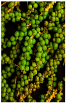 Plants 14 02737 i017