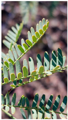 Plants 14 02737 i018