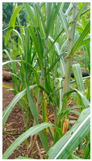 Plants 14 02737 i021