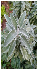 Plants 14 02737 i022