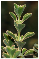 Plants 14 02737 i023