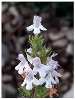 Plants 14 02737 i024