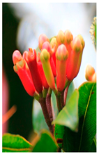 Plants 14 02737 i025