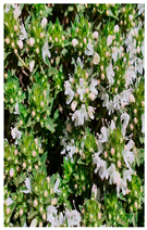 Plants 14 02737 i027