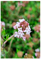 Plants 14 02737 i028