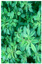 Plants 14 02737 i030