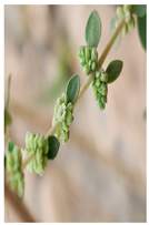 Plants 14 02737 i032