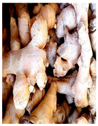 Plants 14 02737 i033