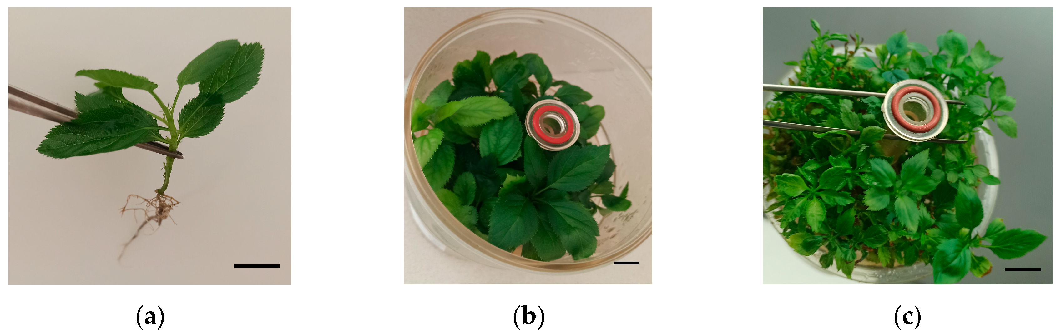 Plants 14 02740 g004 Plants 14 02740 g004