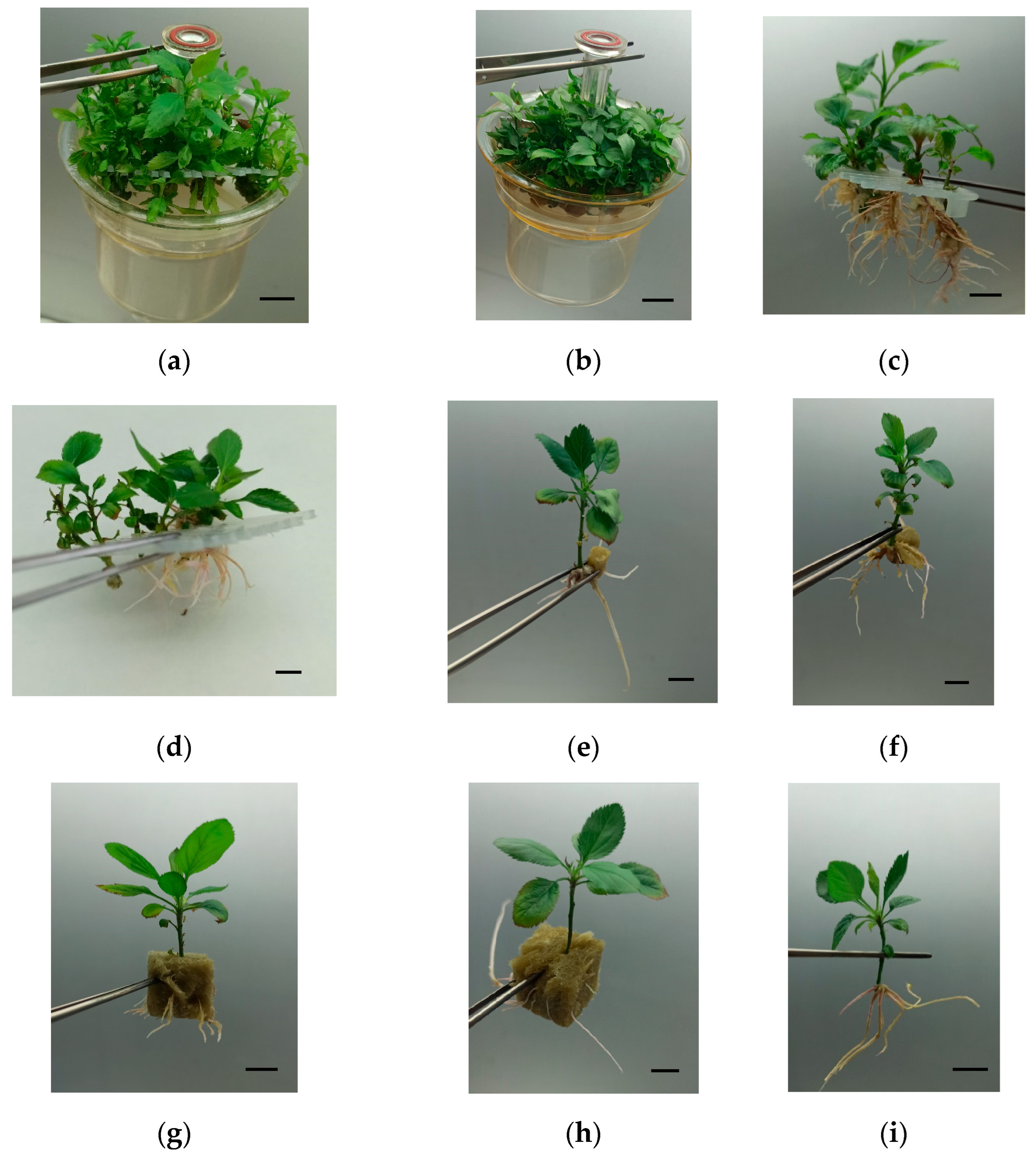 Plants 14 02740 g008a Plants 14 02740 g008a