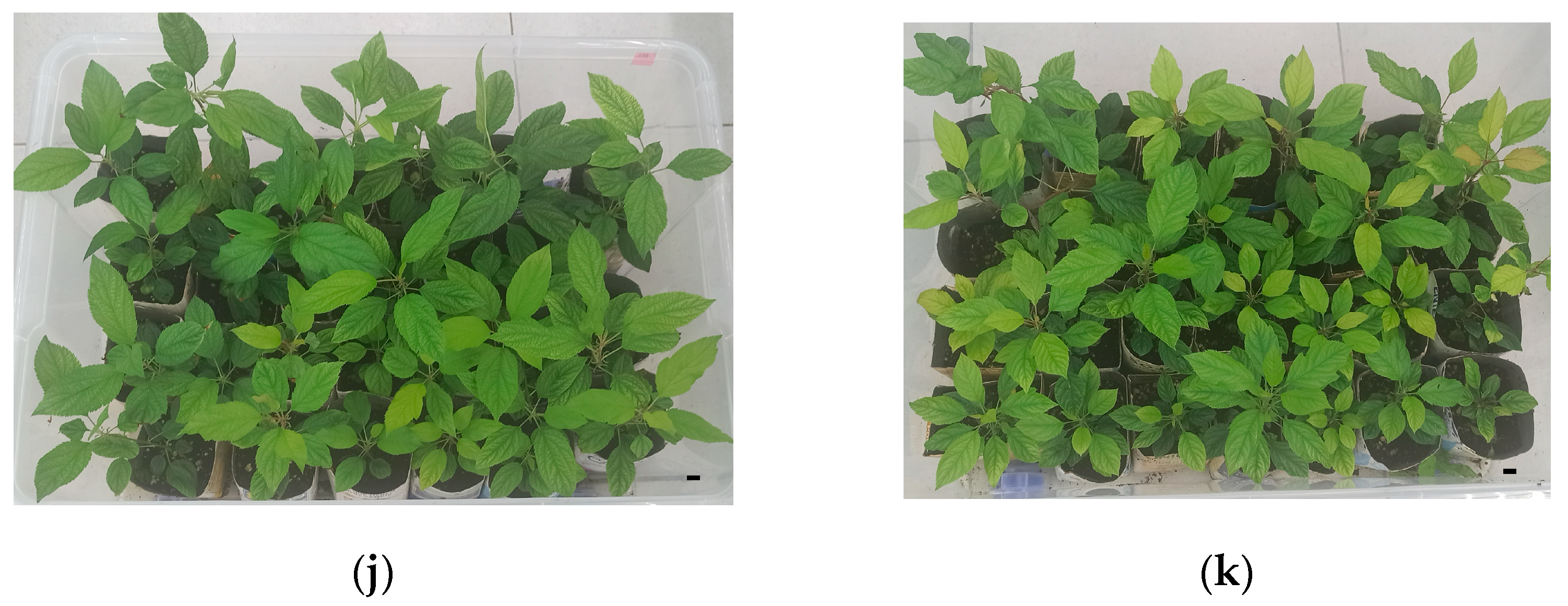 Plants 14 02740 g008b Plants 14 02740 g008b