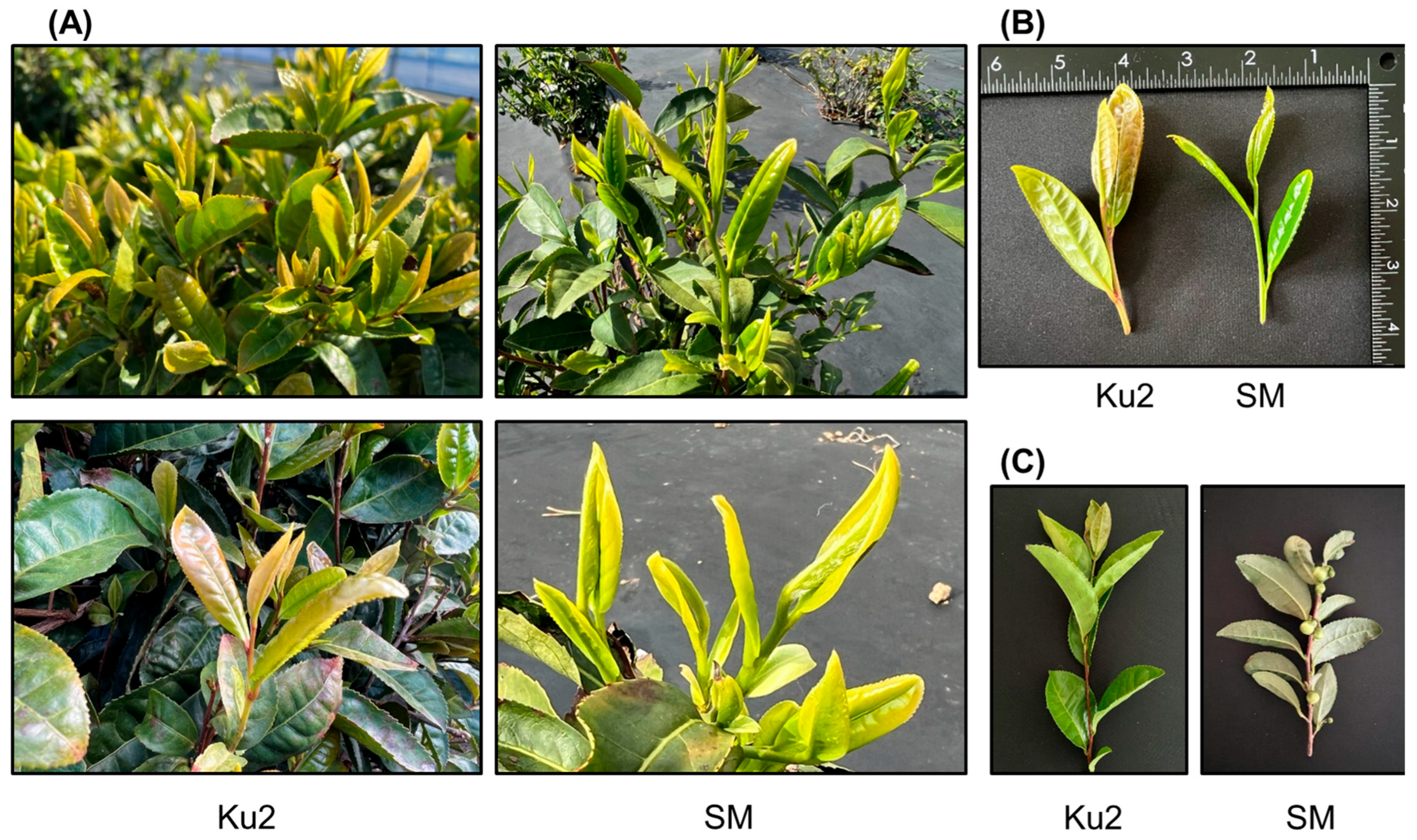 Plants 14 02742 g001