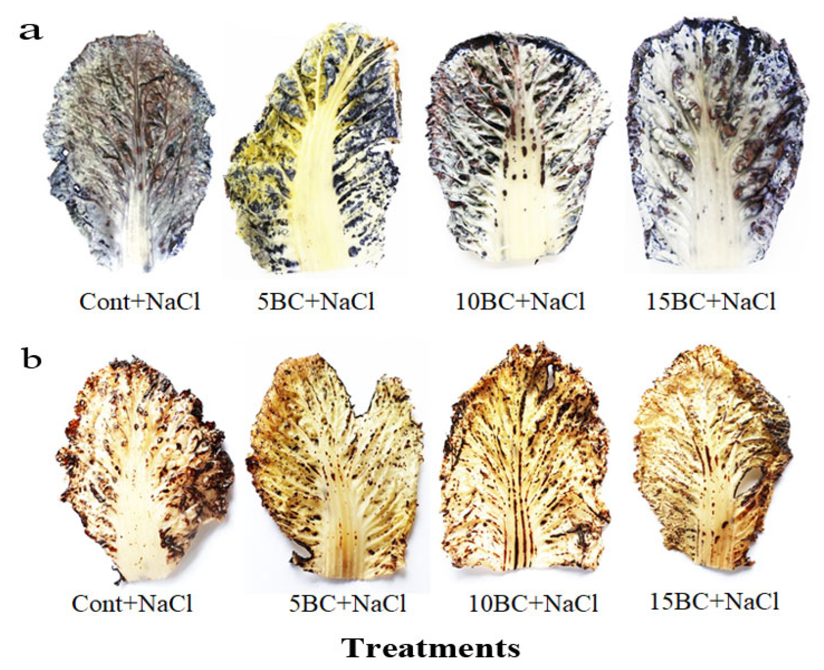 Plants 14 02743 g004 Plants 14 02743 g004