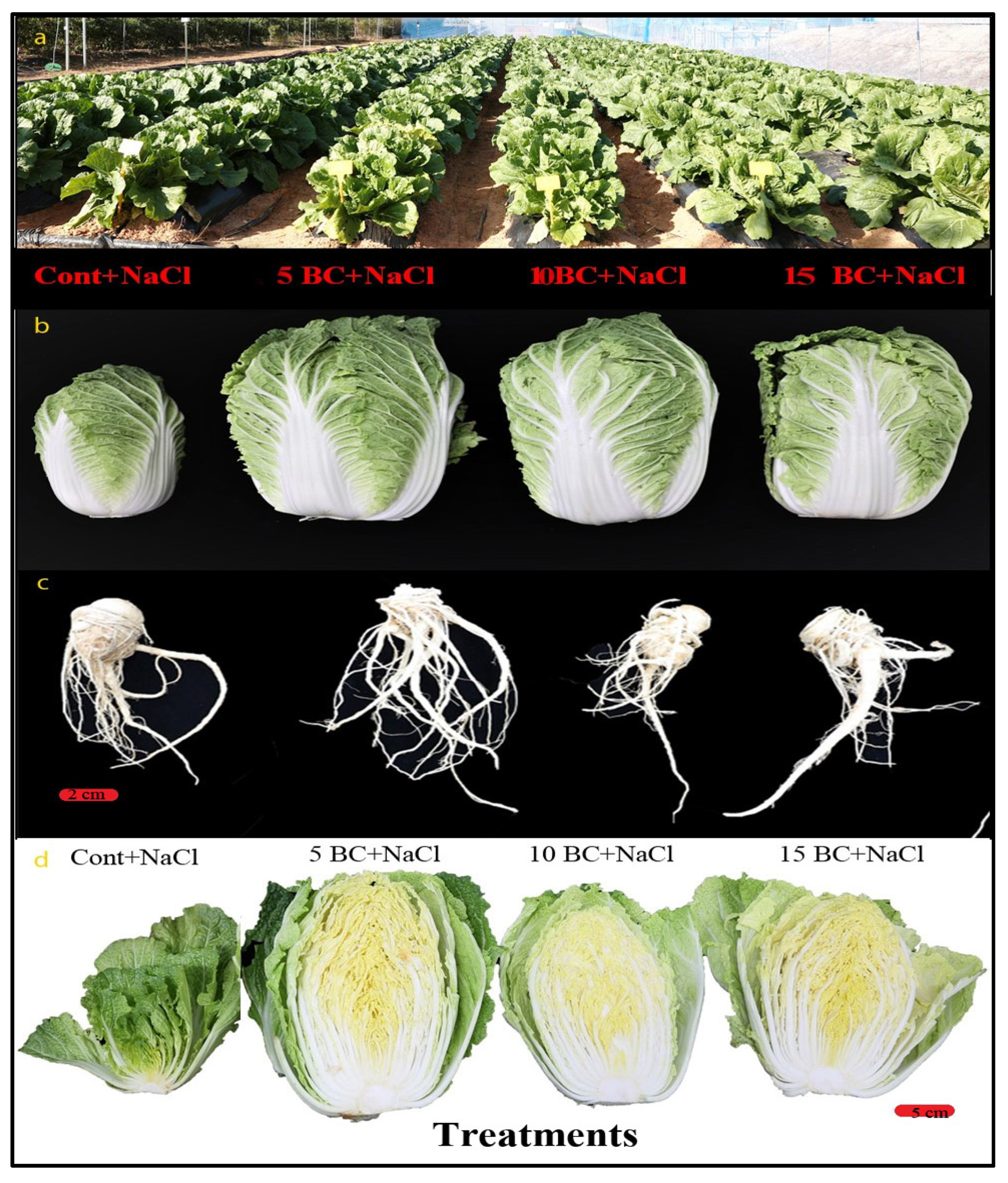 Plants 14 02743 g005 Plants 14 02743 g005