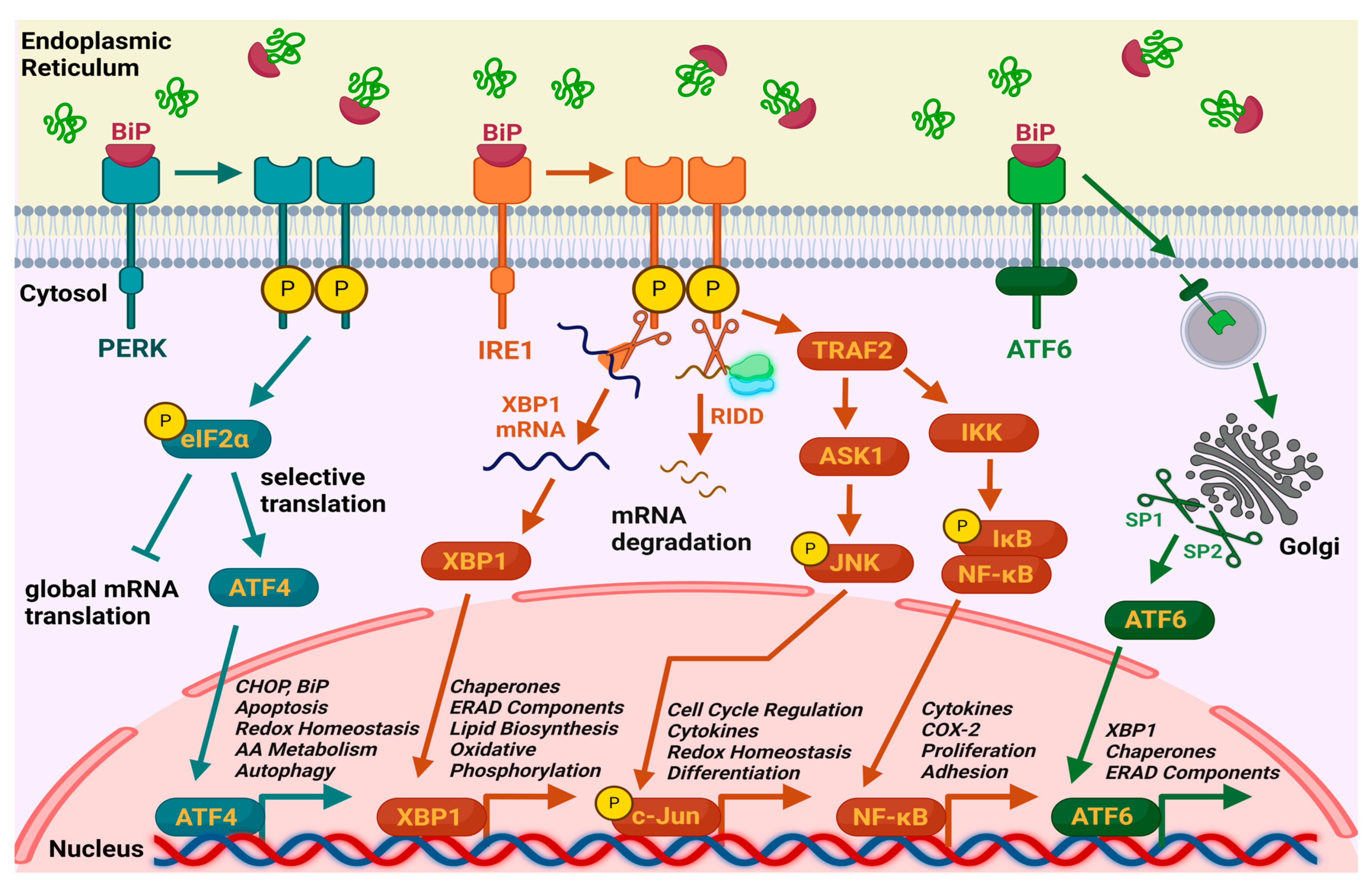 Plants 14 02748 g001
