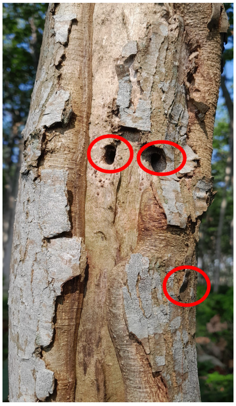 Plants 14 02750 g008