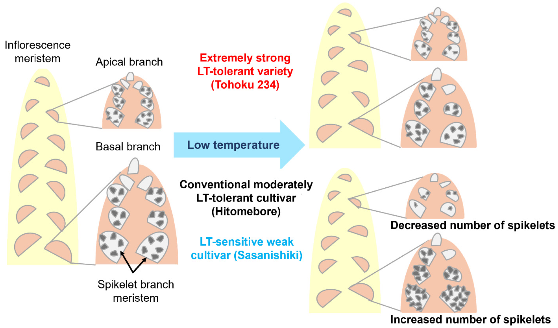 Plants 14 02759 g011