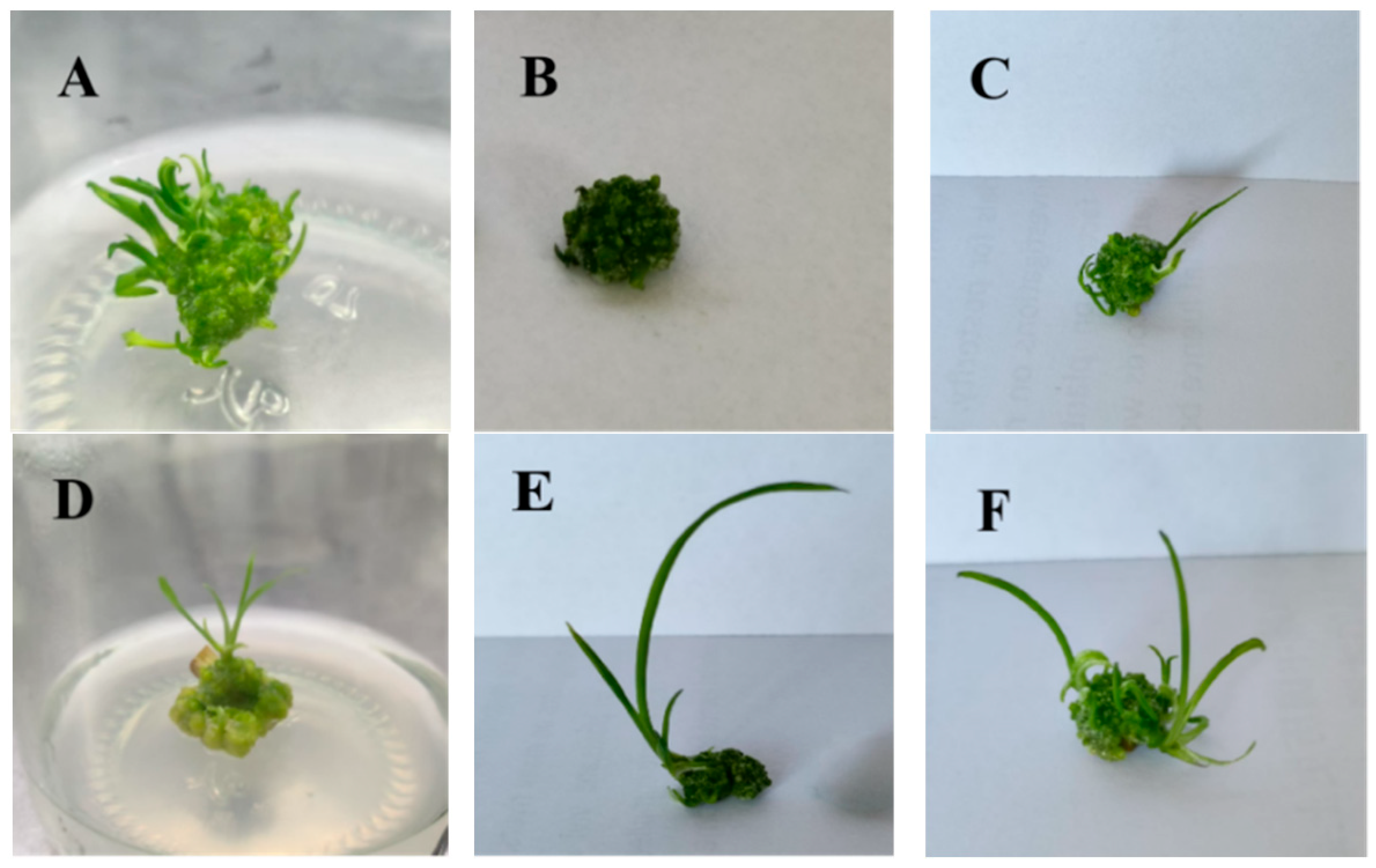 Plants 14 02761 g002 Plants 14 02761 g002