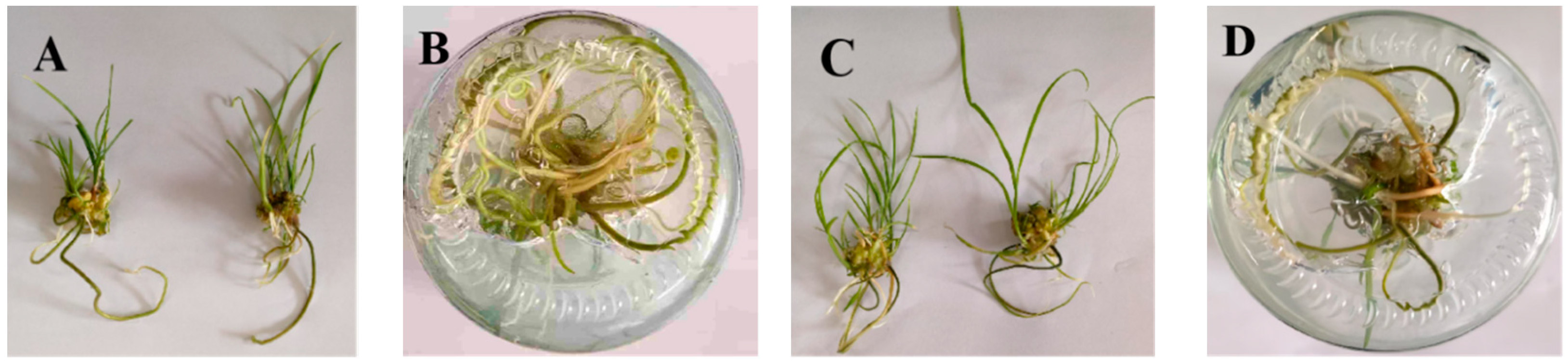 Plants 14 02761 g004 Plants 14 02761 g004