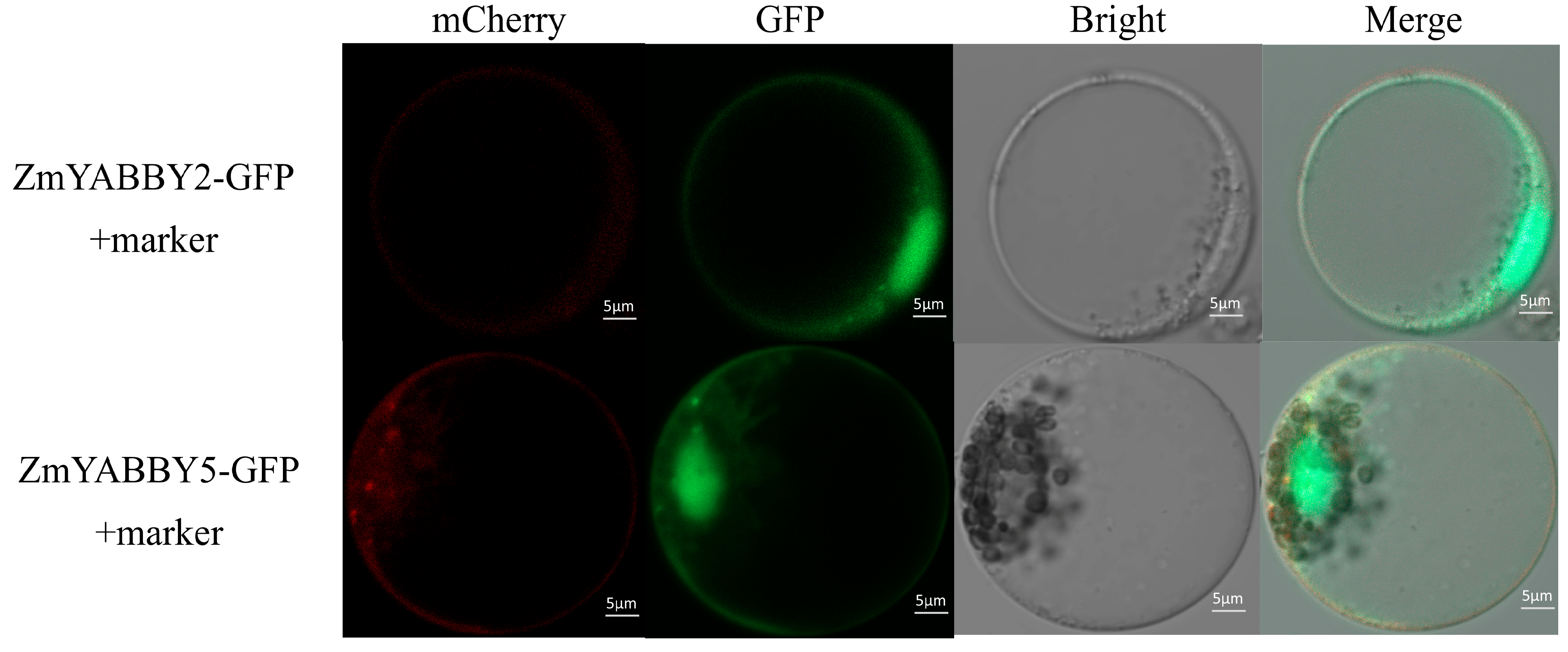 Plants 14 02763 g012