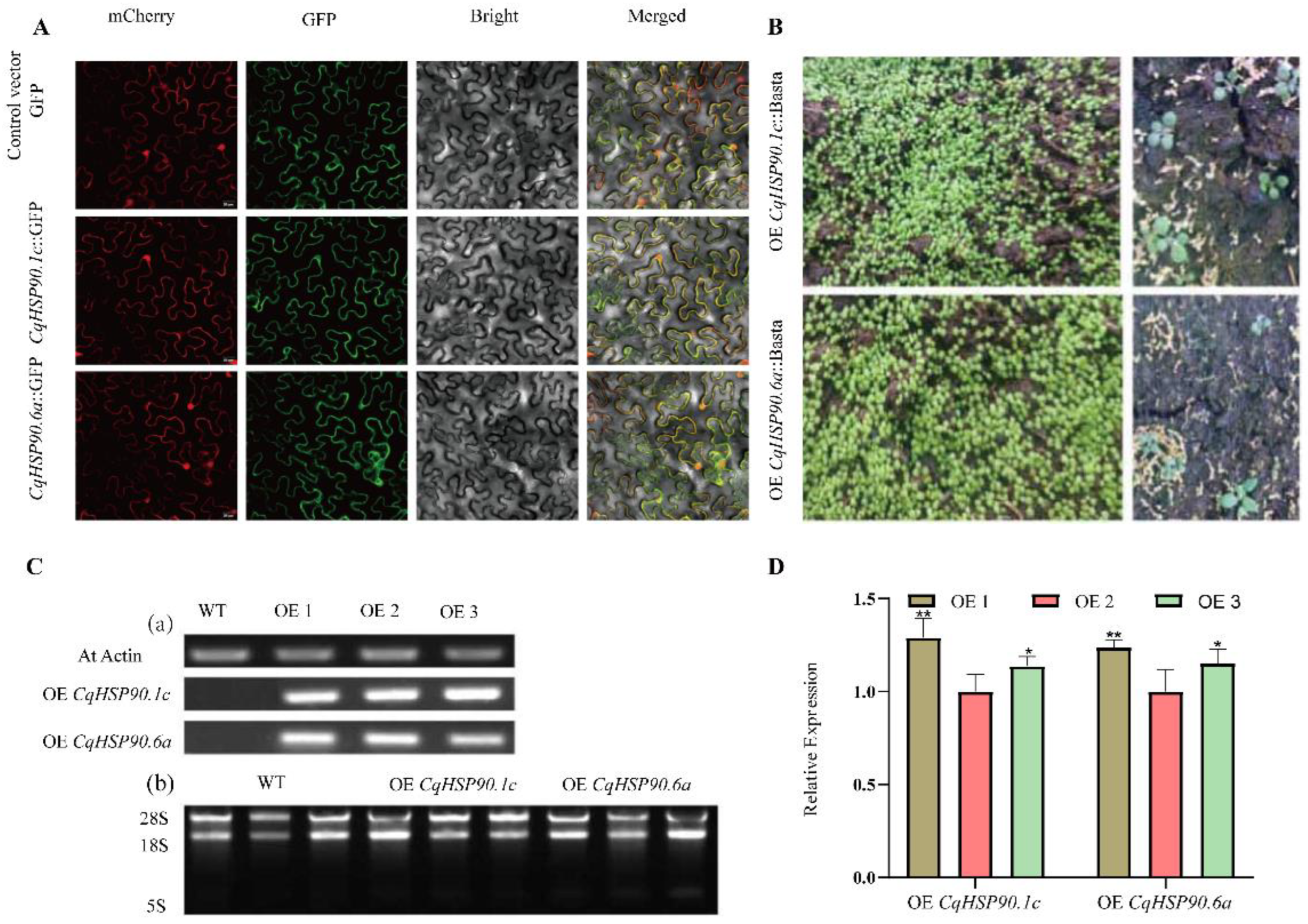 Plants 14 02770 g008 Plants 14 02770 g008