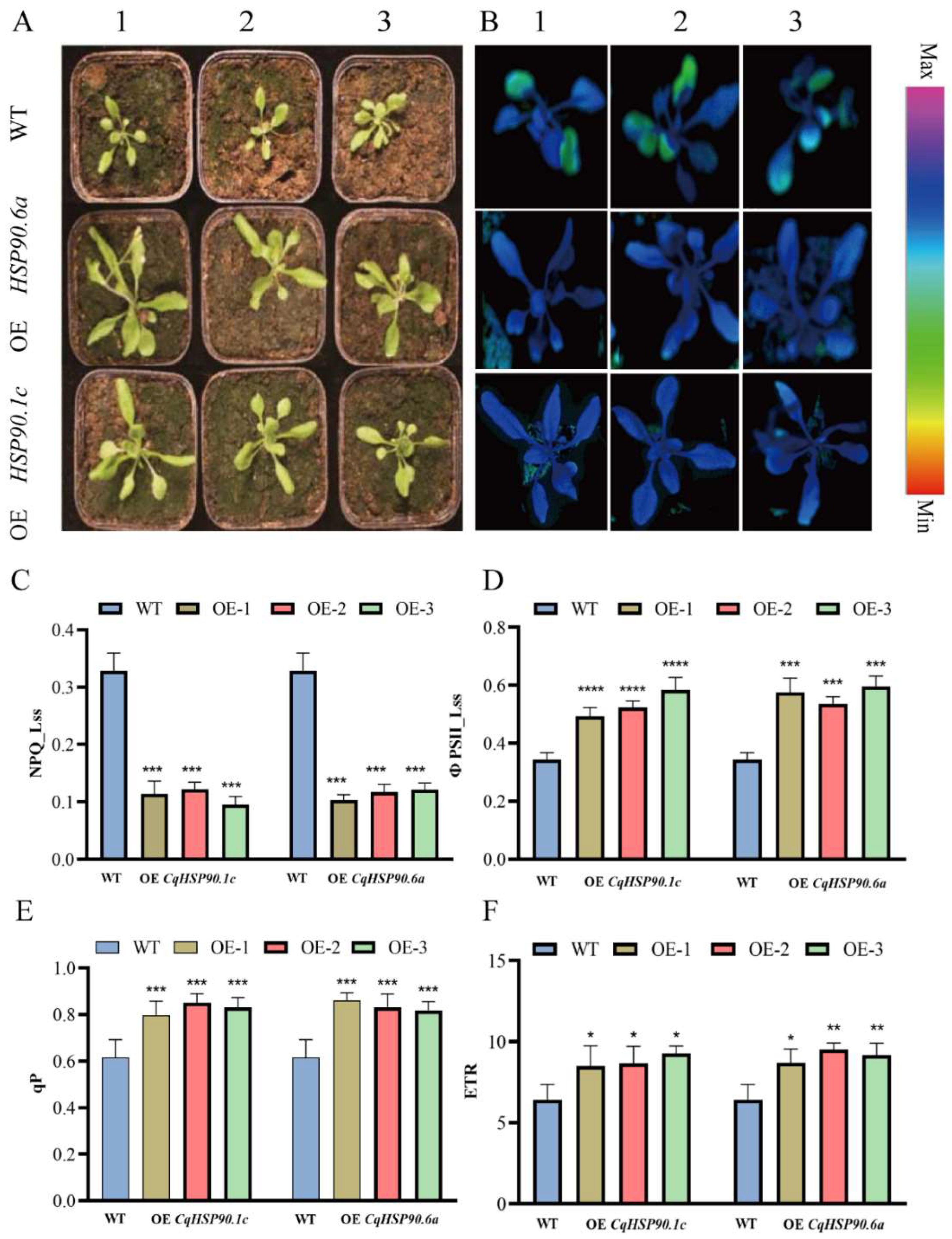 Plants 14 02770 g009 Plants 14 02770 g009